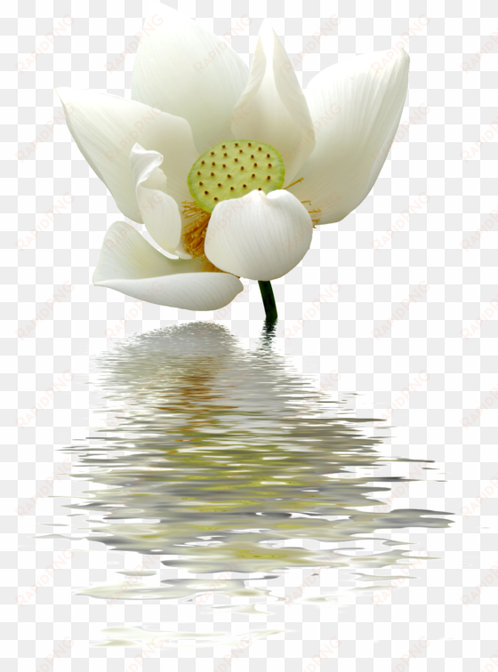 a lotus flower transparent on the water - lotus flowers white png