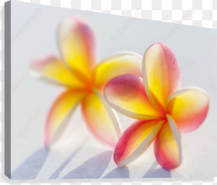 a pair of beautiful yellow and pink plumeria flowers - pink plumeria