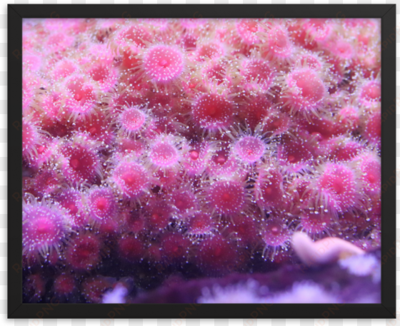 a pile of pink polyps positioned perfectly poke from - black