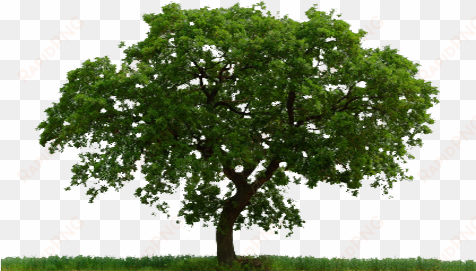 a place to grow [in the green mountains] - paradise tree