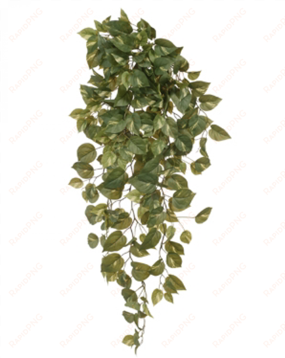 a pothos bush will boost your living spaces instantly - river birch