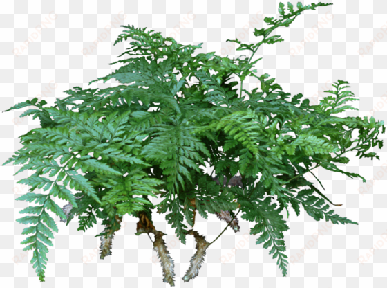 a rabbit's foot fern is a lovely compact fern that - houseplant