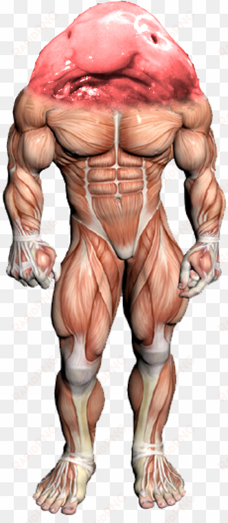 a speculative 3d model of the titan - neck muscle exercises