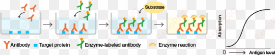 a target protein is immobilized on the surface of microplate - elisa assay