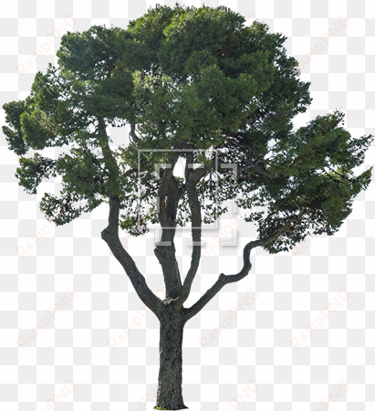 a tree that belongs outside your european sea villa - trees cutouts