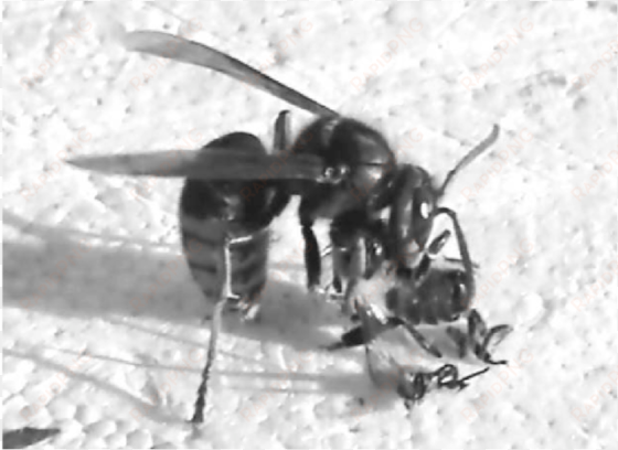 a vespa crabro hornet is processing a freshly caught - hornet