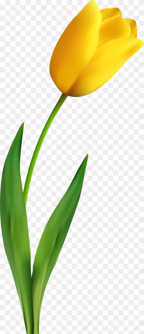 a yellow tulip, tulips, flowers png image and clipart - yellow tulip clipart