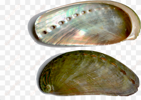 abalone the abalone shell is characterized by an iridescent - inside seashells