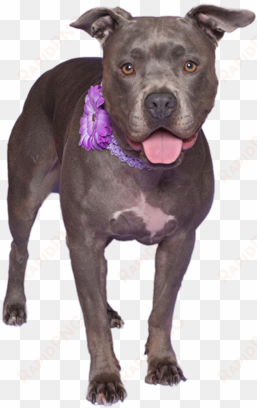 abandoned dog png download image - american pit bull terrier