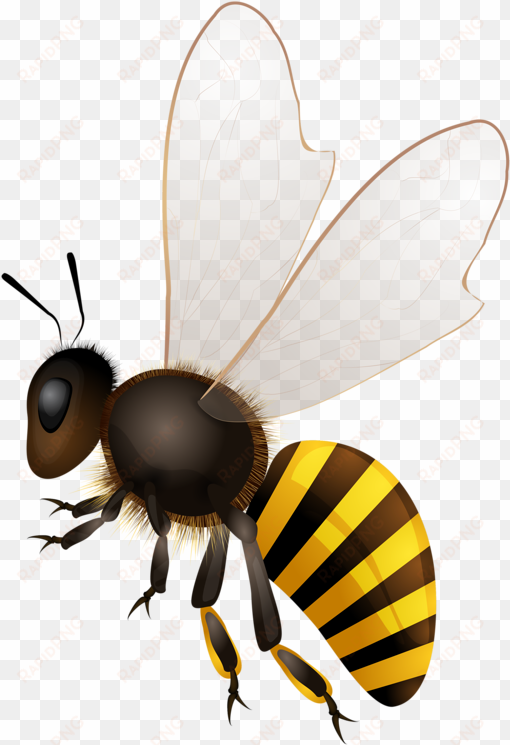 abeilles abeja abelha bees - honey bee drawing png