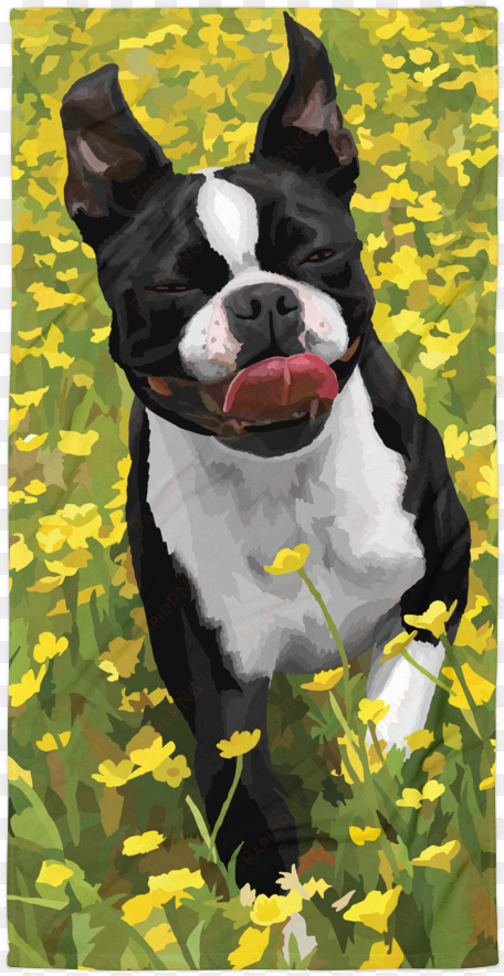 abigail the boston terrier - boston terrier