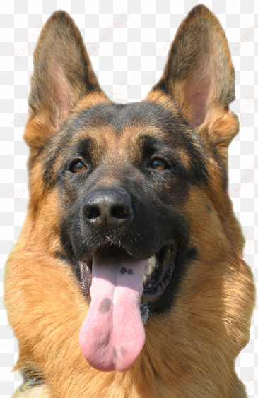About Hawkeye German Shepherds - German Shepherd Dog Png transparent png image
