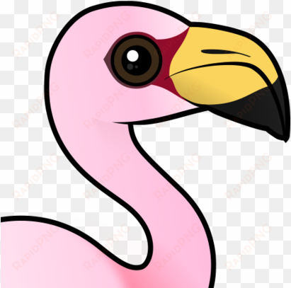 about the james's flamingo - james's flamingo
