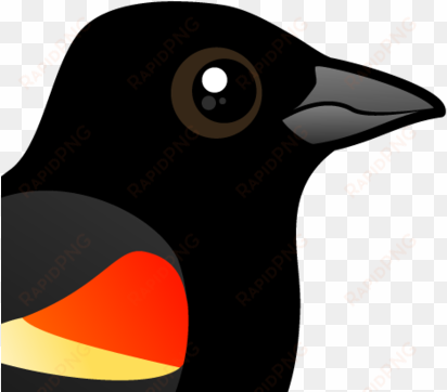 about the red-winged blackbird - red-winged blackbird