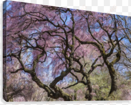 Abstract Cherry Blossom Tree Canvas Print - Canvas Print transparent png image