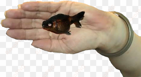 accept the death of my favorite fish - bluegill