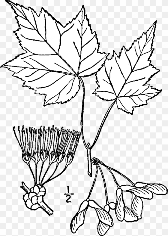 acer rubrum drawing - acer ginnala botanical illustrations