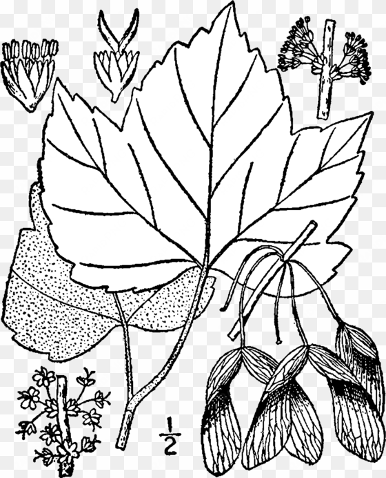 acer rubrum drummondii drawing - acer pensylvanicum drawing