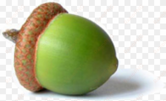 Acorn Png In Green Color - Do Not Despise Small Beginnings transparent png image