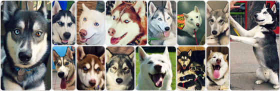 adopt a husky minnesota - miniature siberian husky