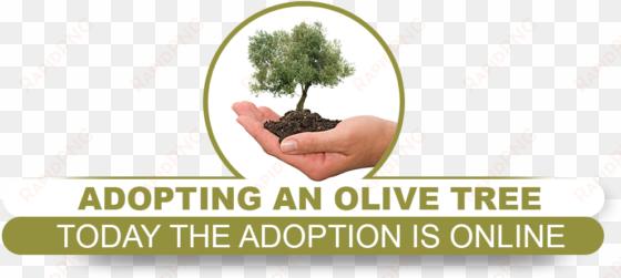 adoption campaign developed and designed to enhance - olive tree white background