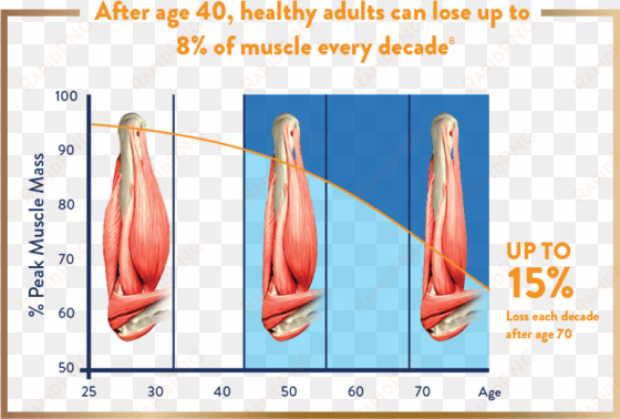 adult's muscle loss every decade after 40 - ensure gold wheat 400g