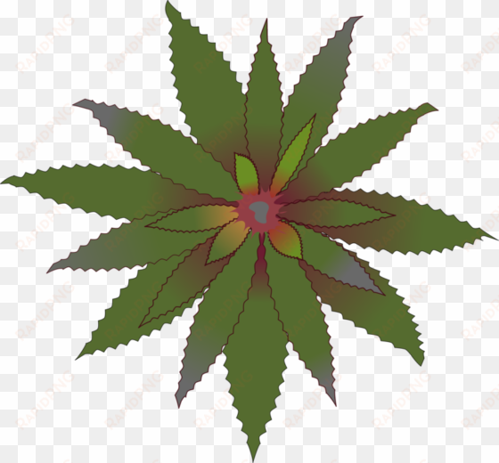 aechmea fasciata ray's harford home improvement contractors, - bromeliads clipart