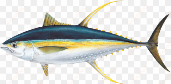 ahi tuna png pic - fish to eat