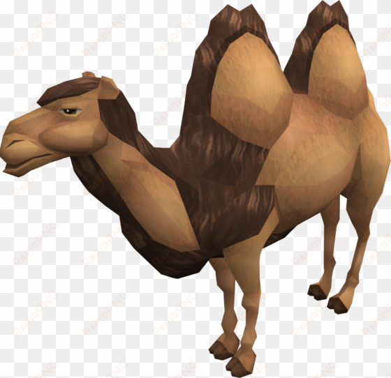 al the camel - camel