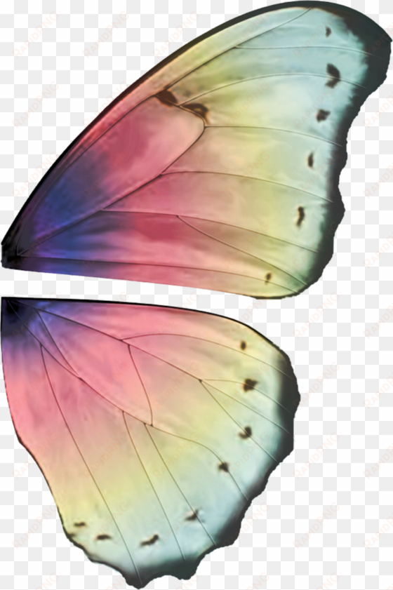 ali fate - butterfly wings high resolution