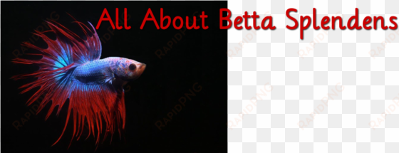 all about betta splendens - aquarium