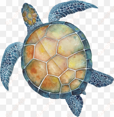 all of our efforts as a social enterprise are intended - hawksbill sea turtle