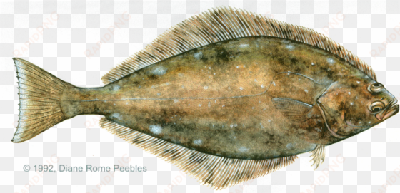 All-tackle World Records - Atlantic And Pacific Halibut transparent png image