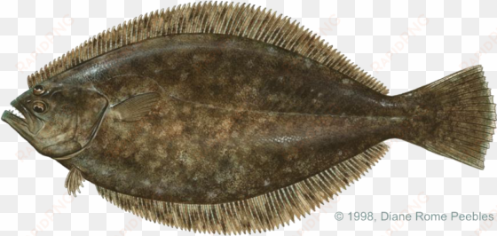 All-tackle World Records - Flat Fish With Eyes On Same Side transparent png image