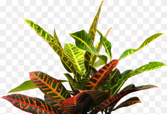 all these great ideas into the self-taught generation - plants for photoshop png