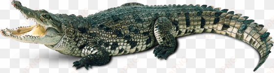 alligator background png - transparent background cartoon crocodile clipart