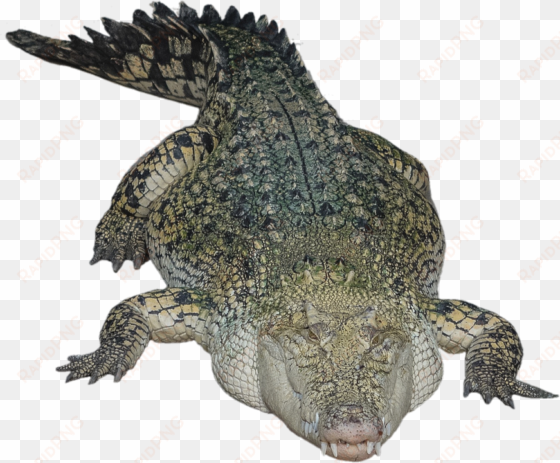 alligator png hd - crocodile transparent