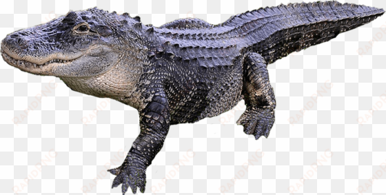 alligator png transparent image - alligator png