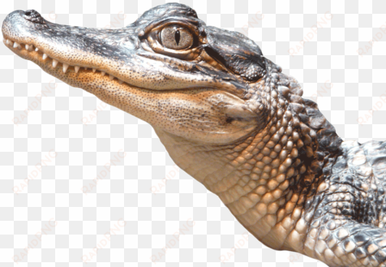 alligator png transparent image - alligator png