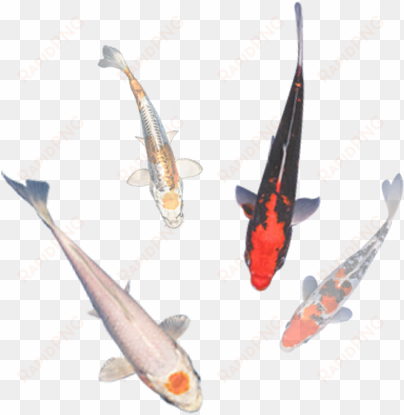 allkoi-sale - koi