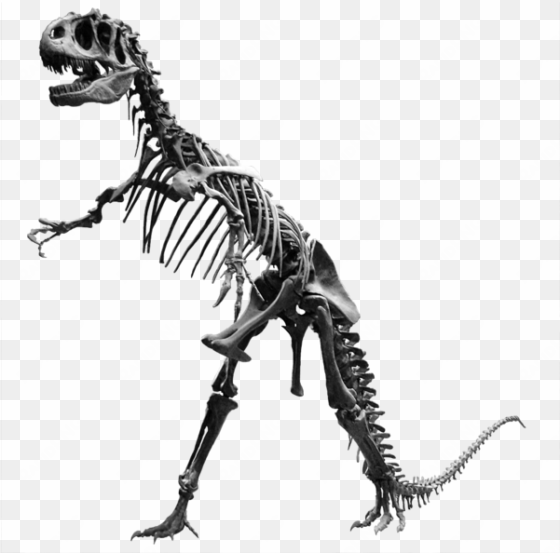 allosaurus skeleton - esqueleto do allosaurus