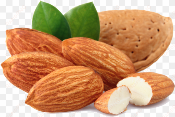 almond free download png - dry fruit clip art