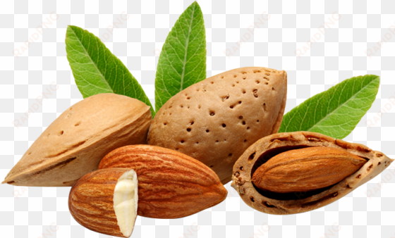 almond vector seed clip art royalty free - thesoapery sweet almond oil - 1 litre cosmetic grade