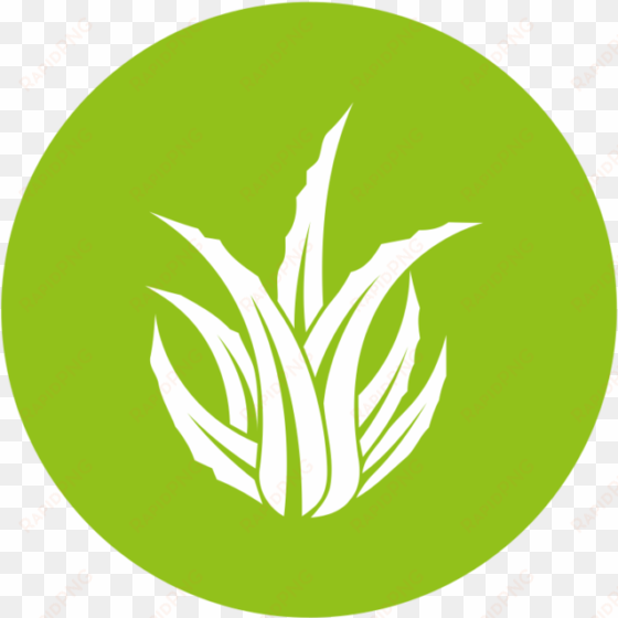 aloe icon - aloe vera logo png