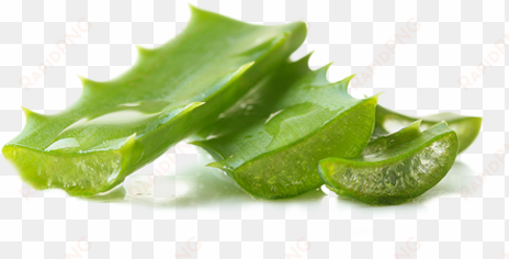 aloe vera juice soothes, heals and hydrates skin with - brisa marina(ブリサ マリーナ) 日焼け止めuvクリーム(ホワイト) 70g spf50