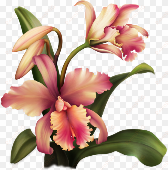 aloha orchid special flowers, painted flowers, rubrics, - flower