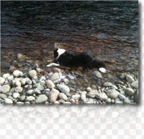 alpha really wishes he could find an extra line, he - cardigan welsh corgi