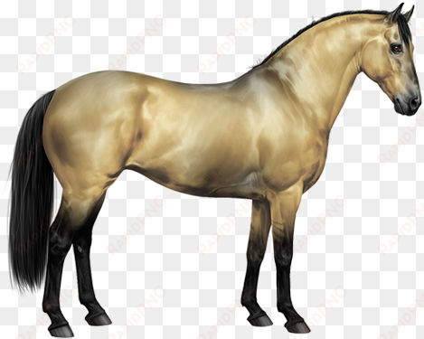 amber ivory champagne horse