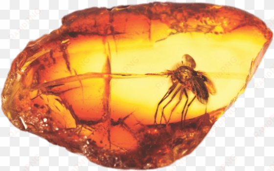 amber with large mosquito png - amber on a tree
