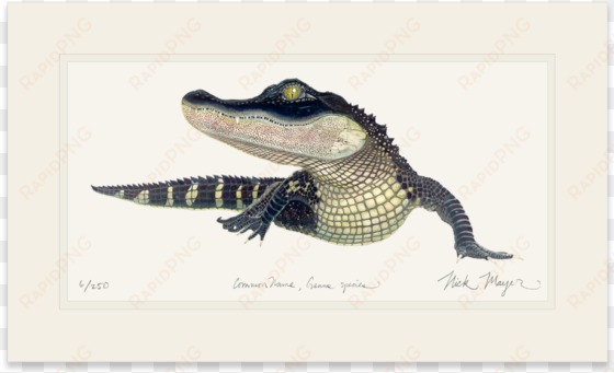 american alligator - art